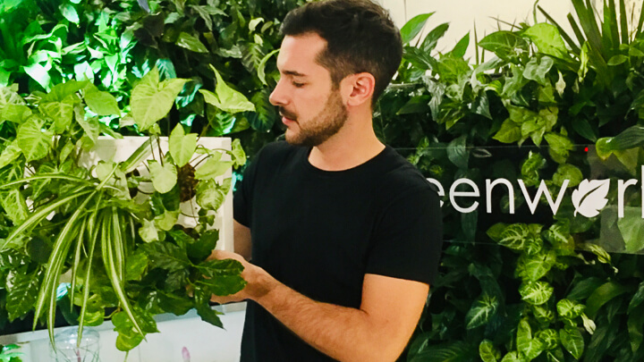 Greenworks Madrid Por qué regalar una planta esta Navidad