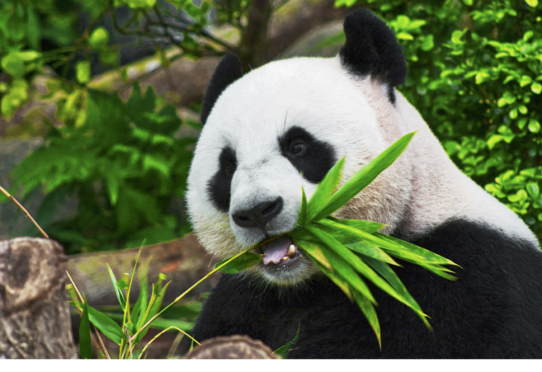 Zoo Aquarium de Madrid: info, precios y más